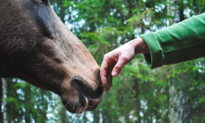 Birthday Wishes For A Horse Lover